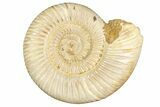 Polished Jurassic Ammonite (Perisphinctes) - Madagascar #256012-1
